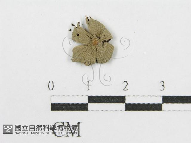 登錄號:F0014460藏品圖，第3張