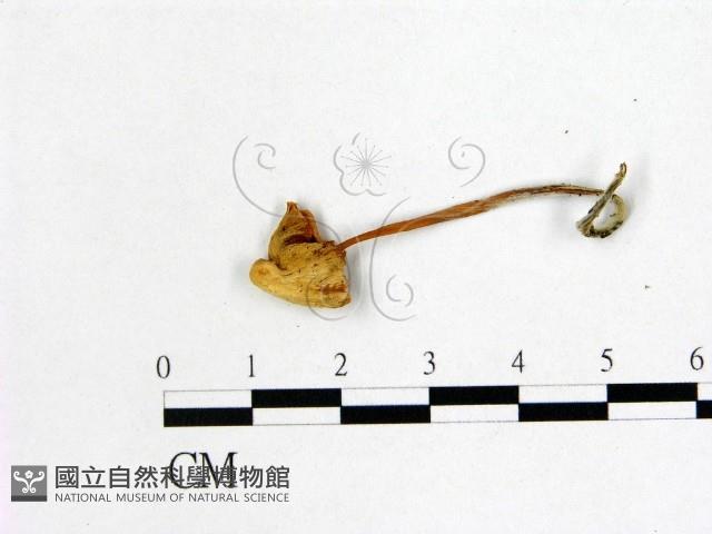 小皮傘屬藏品圖，第3張