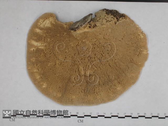 登錄號:F0002460藏品圖，第3張