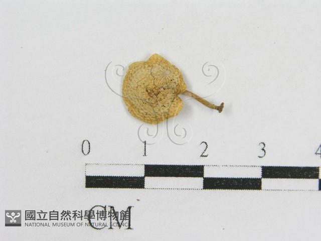 登錄號:F0012460藏品圖，第3張