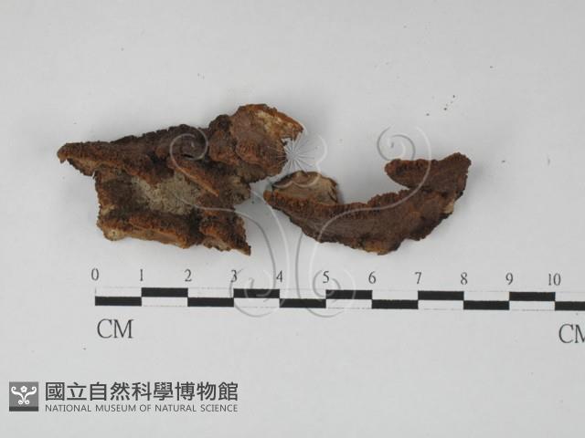 木層孔菌屬藏品圖，第3張