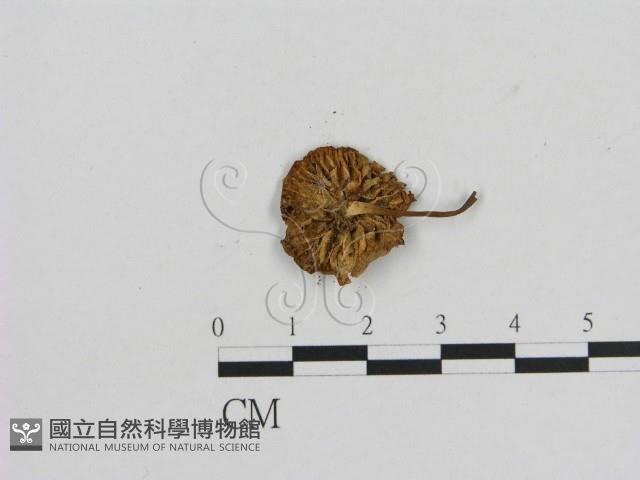 小菇屬藏品圖，第3張