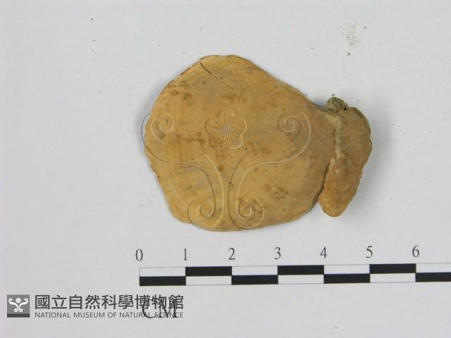 相鄰小孔菌藏品圖，第3張