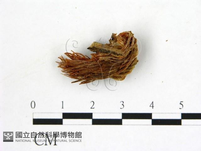 登錄號:F0009460藏品圖，第3張