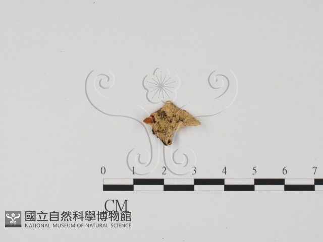 登錄號:F0003460藏品圖，第3張