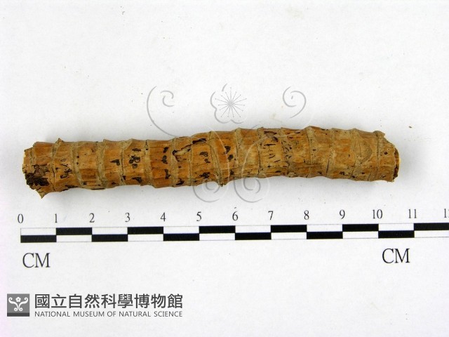顯絲菌屬藏品圖，第3張