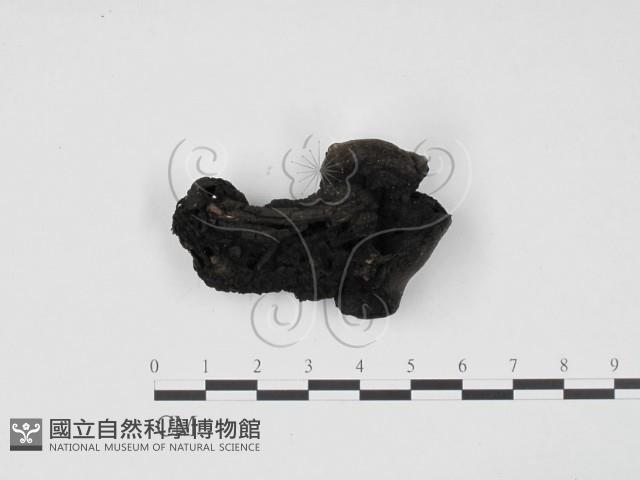 炭角菌屬藏品圖，第3張