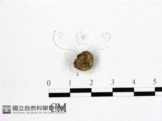 登錄號:F0000760藏品圖，第1張