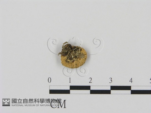登錄號:F0010760藏品圖，第3張