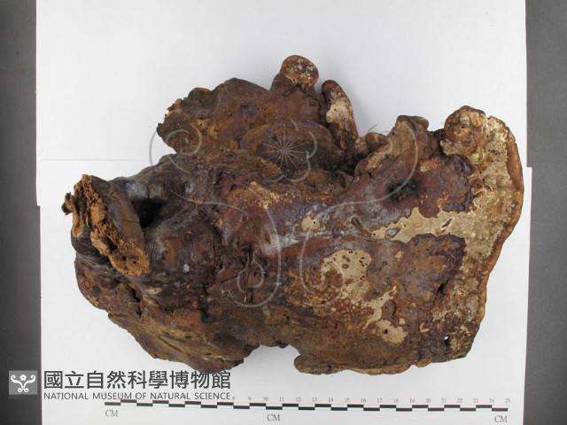 重傘靈芝藏品圖，第3張