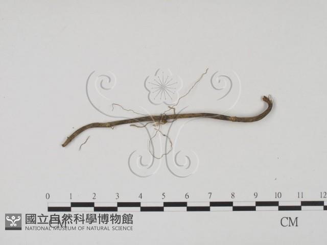 登錄號:F0011760藏品圖，第3張