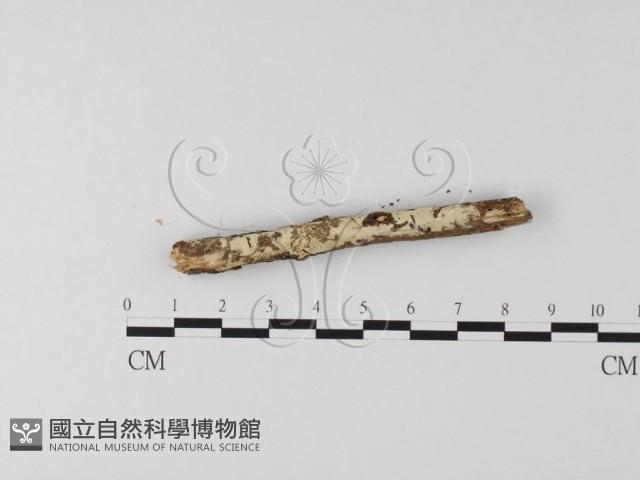 登錄號:F0024760藏品圖，第3張