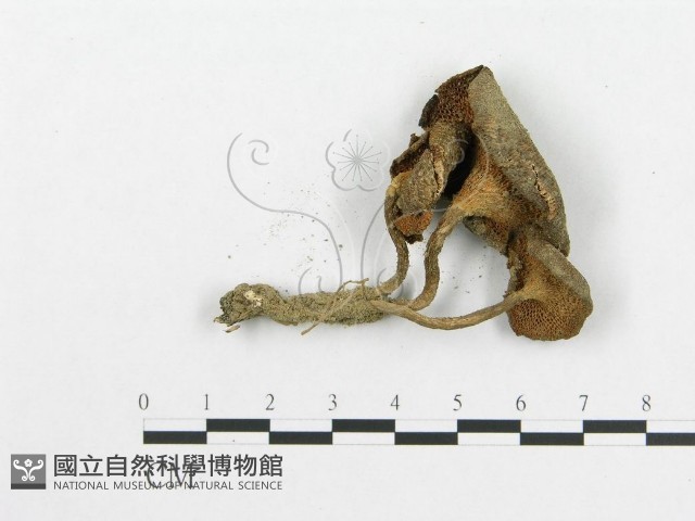 登錄號:F0004760藏品圖，第3張