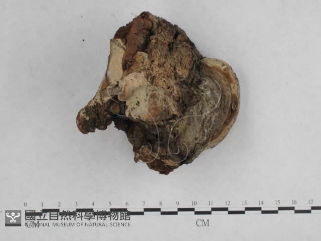 登錄號:F0014760藏品圖，第1張