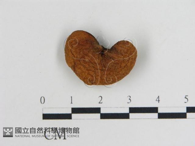 登錄號:F0012760藏品圖，第3張