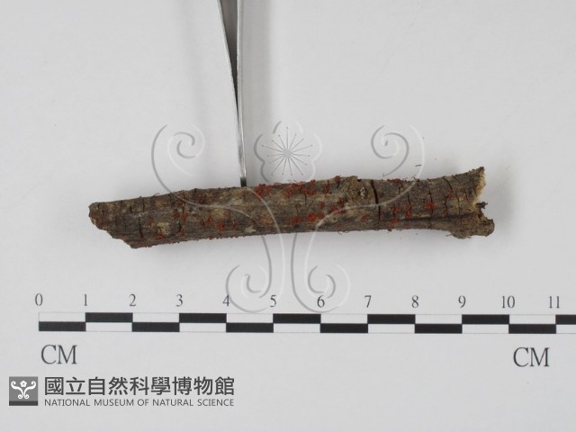 登錄號:F0007760藏品圖，第3張