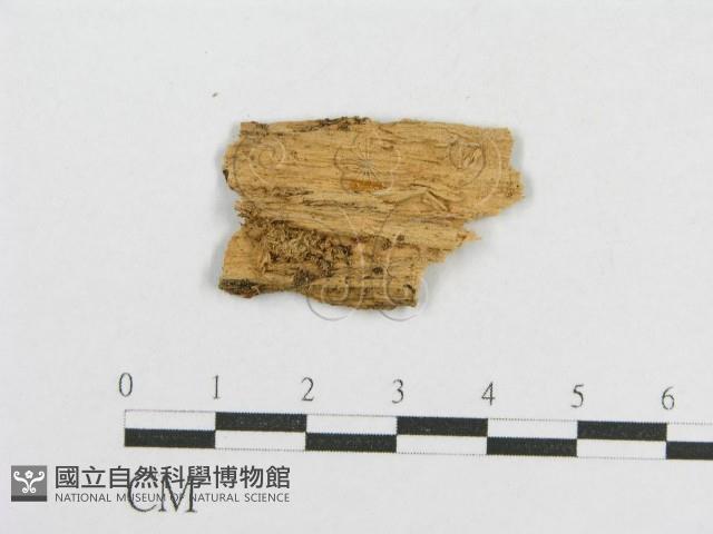 登錄號:F0017760藏品圖，第3張