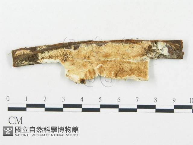 登錄號:F0019760藏品圖，第1張
