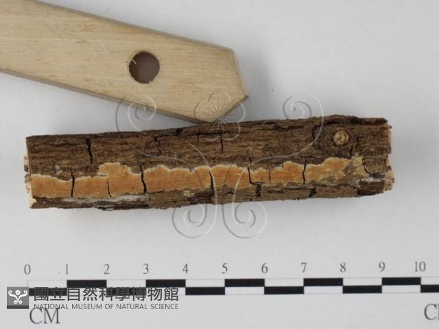 筍殼菌屬藏品圖，第3張