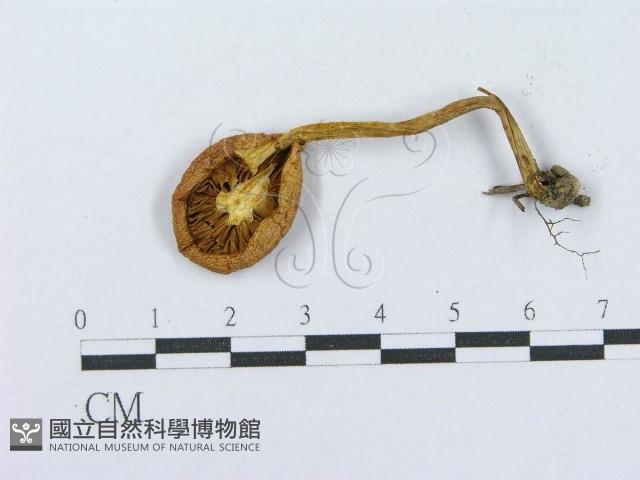 登錄號:F0003760藏品圖，第3張