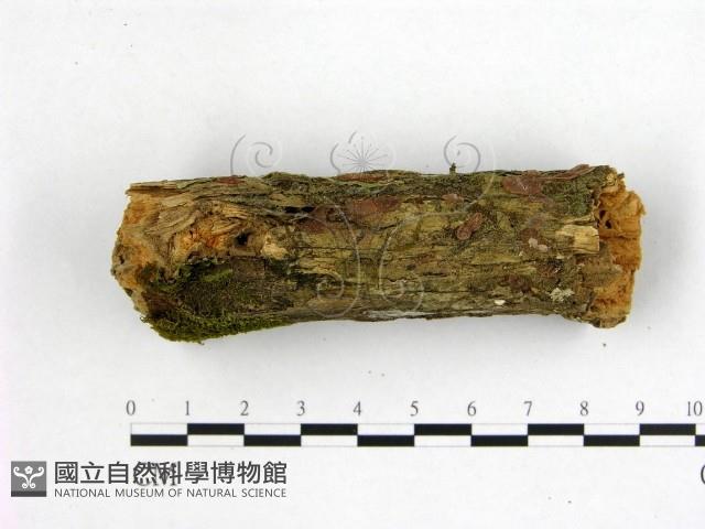 花耳屬藏品圖，第3張