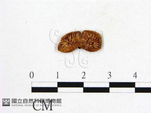 登錄號:F0000560藏品圖，第3張