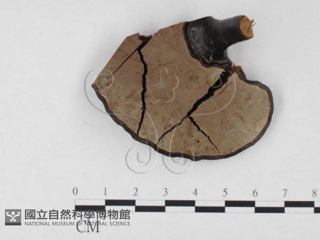 登錄號:F0026560藏品圖，第3張