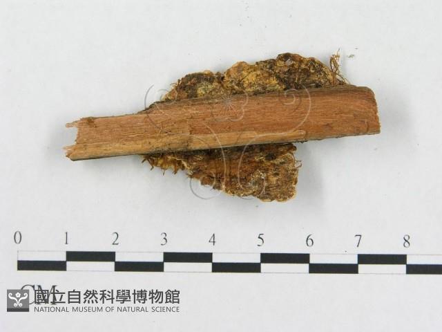 登錄號:F0006560藏品圖，第3張