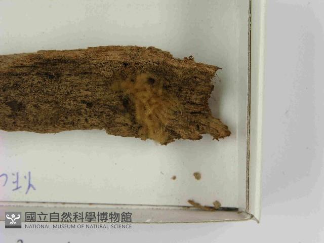 登錄號:F0021560藏品圖，第3張