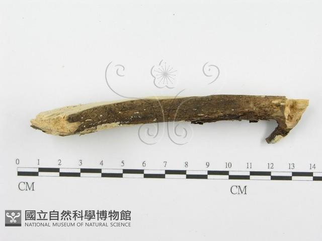 登錄號:F0001560藏品圖，第4張