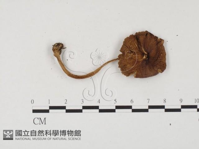 登錄號:F0024560藏品圖，第3張