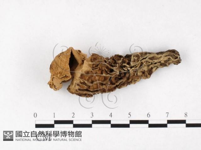 登錄號:F0004560藏品圖，第3張