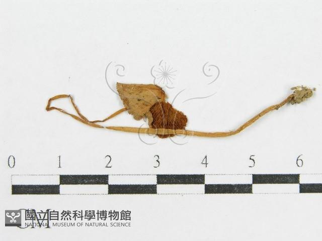 登錄號:F0014560藏品圖，第3張