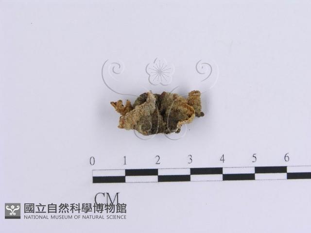 韌革菌屬藏品圖，第3張