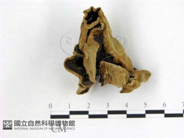 毛木耳藏品圖，第3張