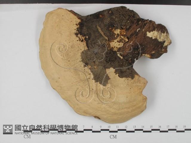 登錄號:F0015560藏品圖，第3張