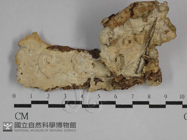 革墊菌屬藏品圖，第3張