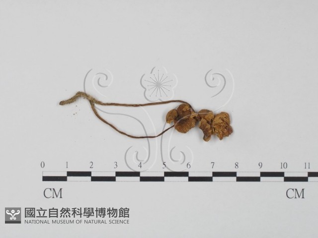 登錄號:F0003560藏品圖，第3張