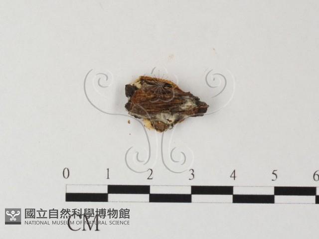 登錄號:F0013560藏品圖，第3張