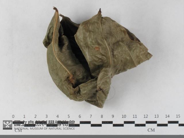 柄銹菌屬藏品圖，第3張