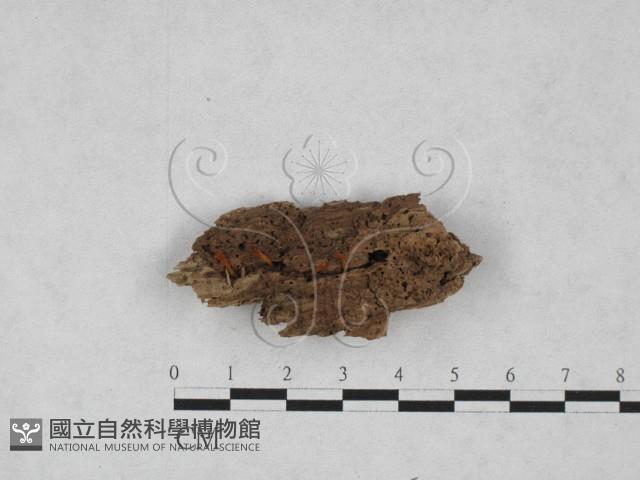 登錄號:F0028160藏品圖，第3張