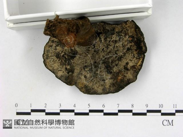 假芝屬藏品圖，第3張