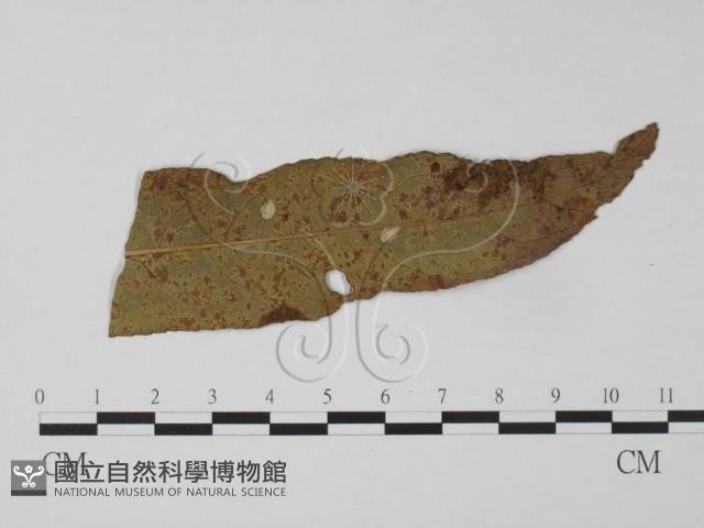 登錄號:F0010160藏品圖，第3張