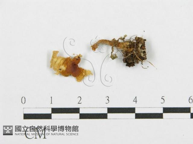 紅菇屬藏品圖，第3張