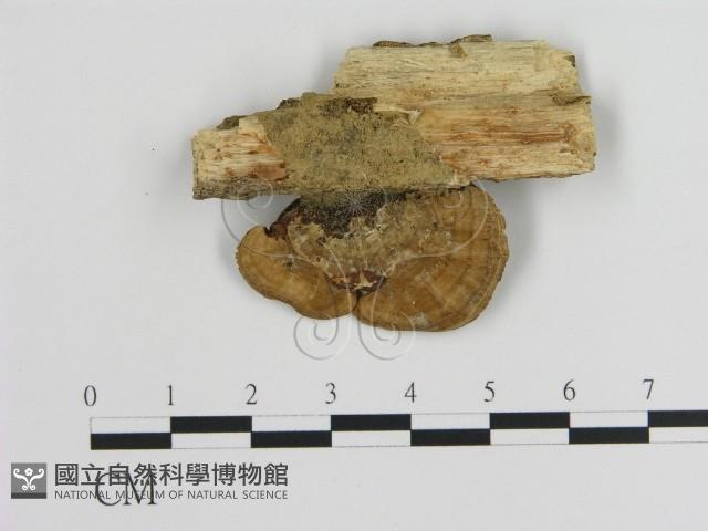 登錄號:F0011160藏品圖，第3張