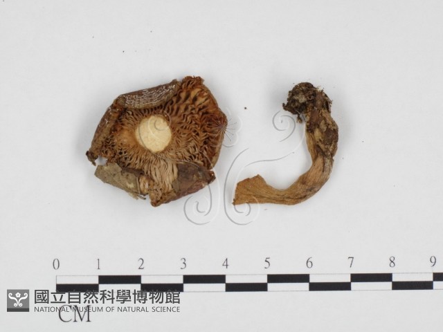 登錄號:F0024160藏品圖，第3張