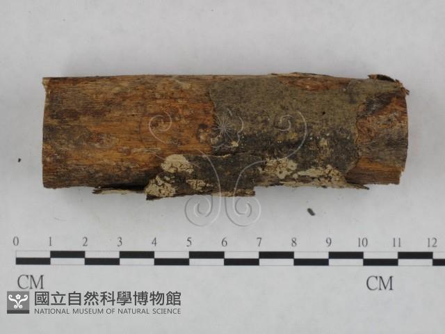 登錄號:F0022160藏品圖，第3張