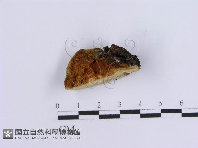 登錄號:F0007160藏品圖，第3張