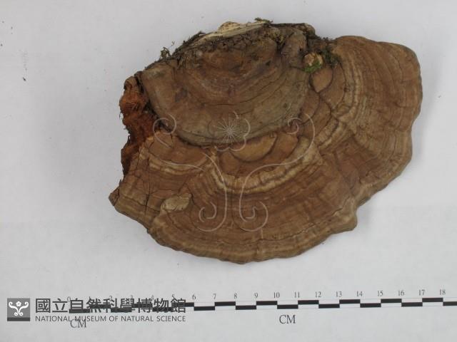登錄號:F0017160藏品圖，第3張