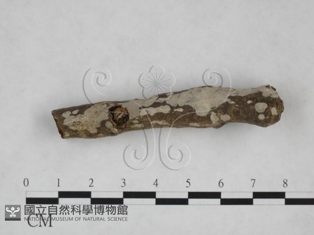 刺皮菌屬藏品圖，第3張